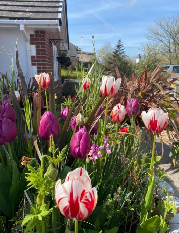 Toppesfield House B&B Bude Exterior foto